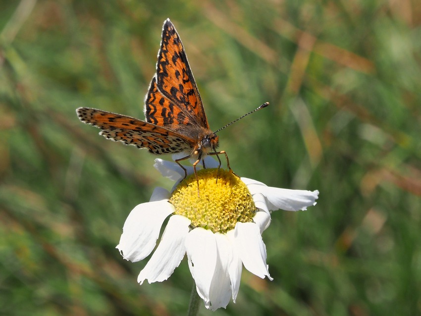 Melitaea trivia